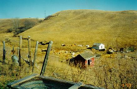 Cows soaking up the sun